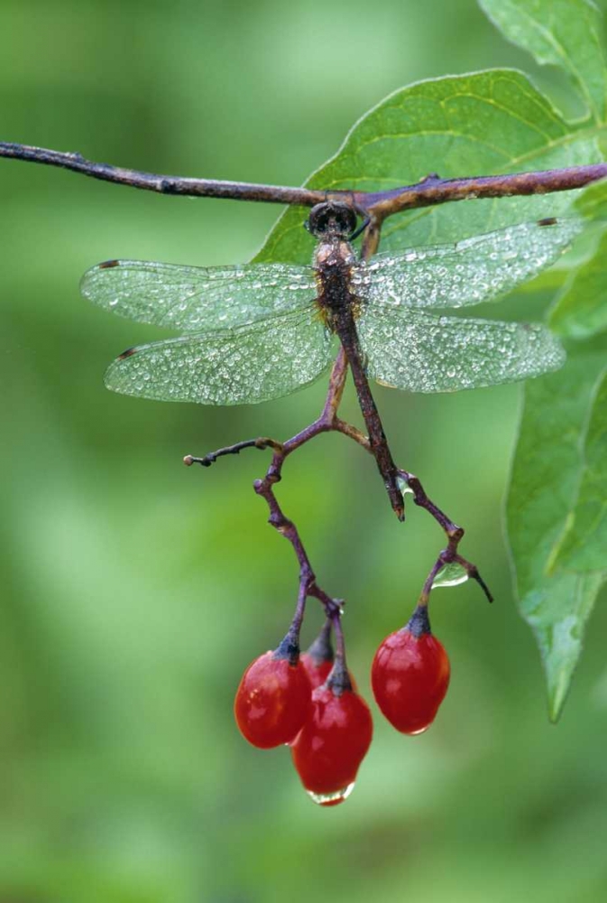 Dragonfly on Branch